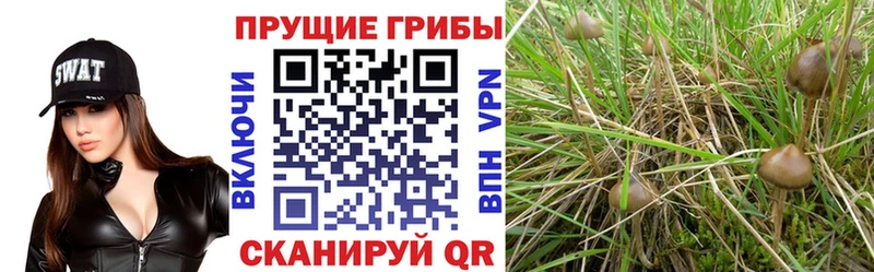 Псилоцибиновые грибы GOLDEN TEACHER  Купить где  Сретенск 